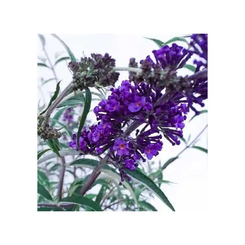 Favoriet van klanten | Buddleja Nanho Blue