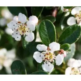 Net toegevoegd - Cotoneaster dammeri