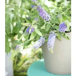 Buddleja Lochinch | Dagdeal