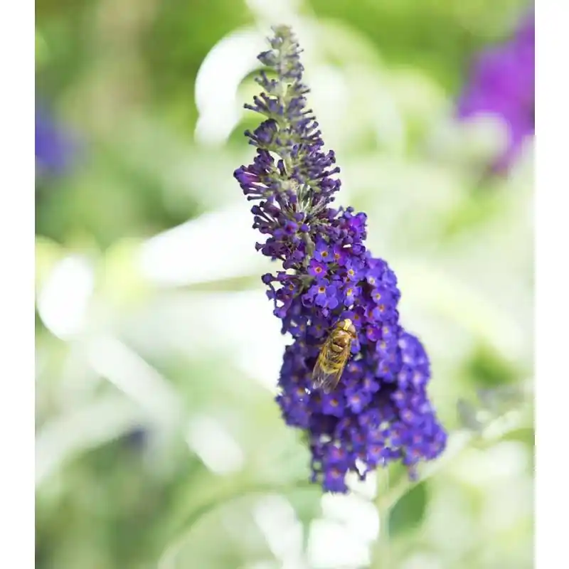 Verlaagde prijs | Buddleja Empire Blue
