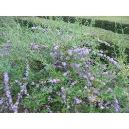 Spoedlevering | Buddleja Alternifolia