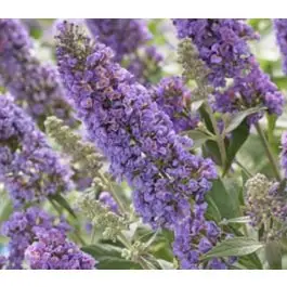 Buddleja Blue Heaven - Populair bij klanten