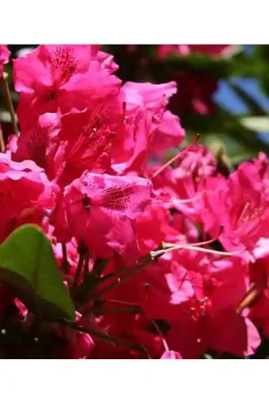 Aanbieding | Rhododendron Nova Zembla