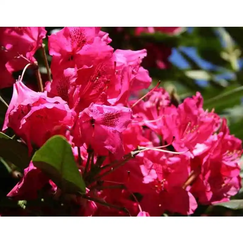 Aanbieding | Rhododendron Nova Zembla