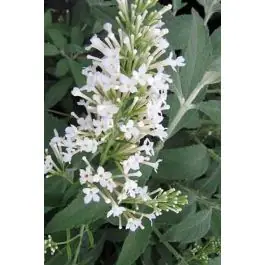 Buddleja Snow White - Tijdelijk aanbod
