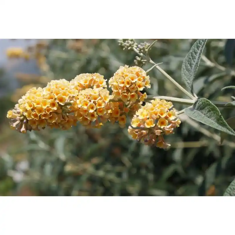 Buddleja Sungold - Online bestellen