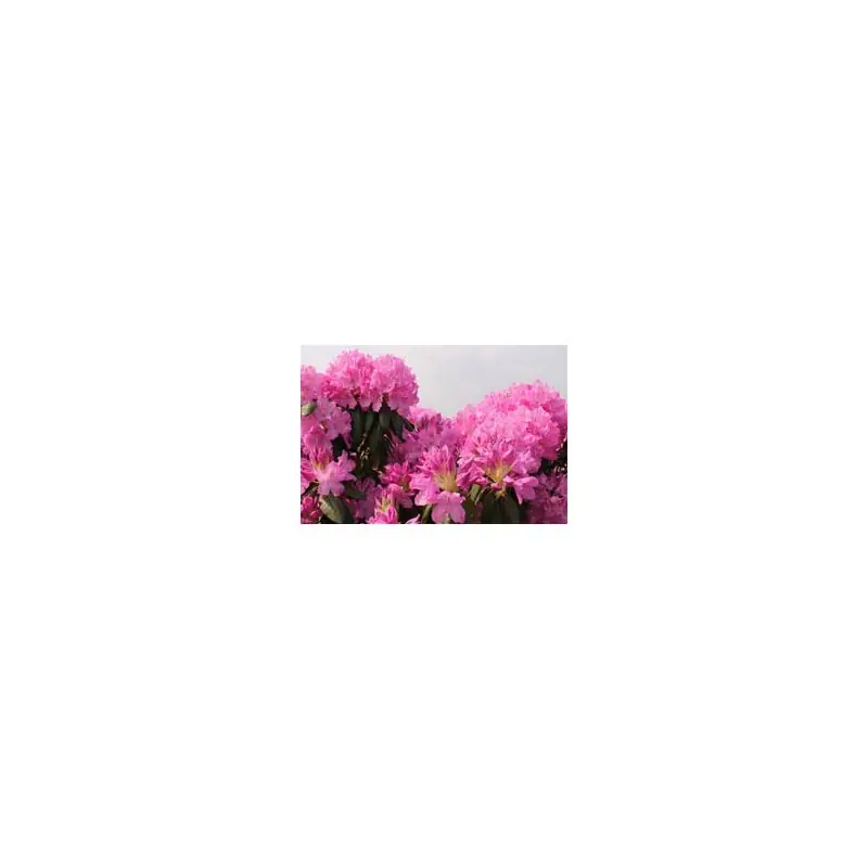 Nieuw in de shop - Rhododendron Roseum Elegans