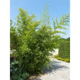 Nog maar een paar beschikbaar - Phyllostachys bissetii