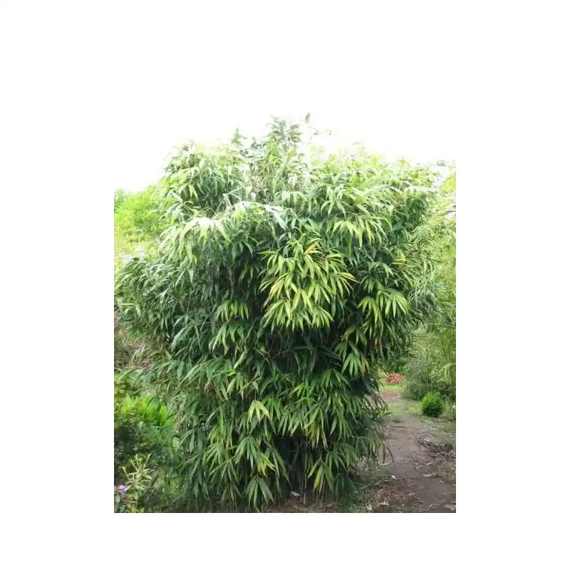 Pseudosasa japonica - Tijdelijke aanbieding