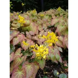 Eenvoudig retourneren | Epimedium Frohnleiten