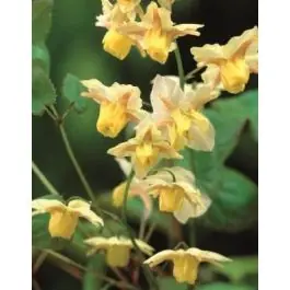 Net toegevoegd - Epimedium Sulphureum