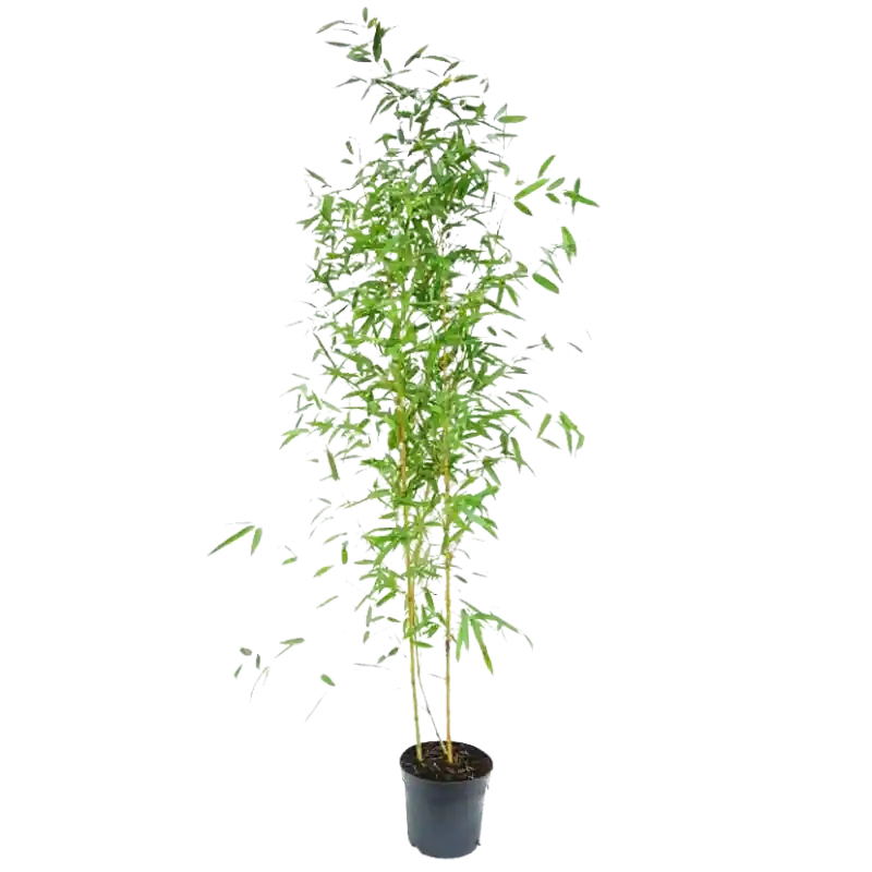 Dagdeal | Phyllostachys Aureocaulis
