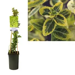 Flitsaanbieding - Euonymus Emerald ‘n Gold