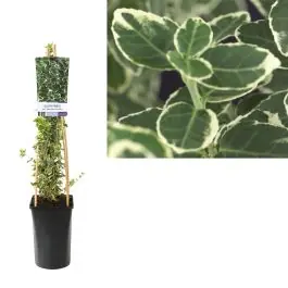 Euonymus Emerald Gaiety - Favoriet van klanten