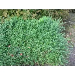 Direct bestellen - Euonymus Minimus