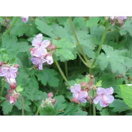 Superprijs | Geranium Spessart