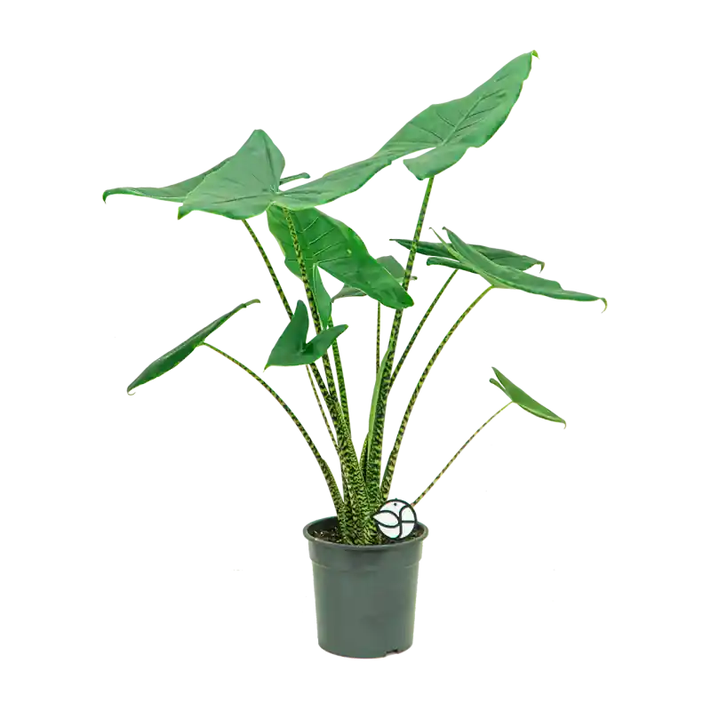 Extra korting - Alocasia Zebrina