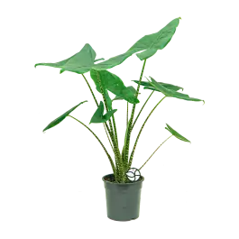 Actie loopt bijna af - Alocasia Zebrina