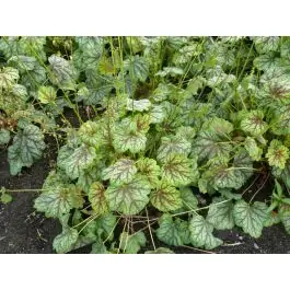 Heuchera Green Spice - Aanrader