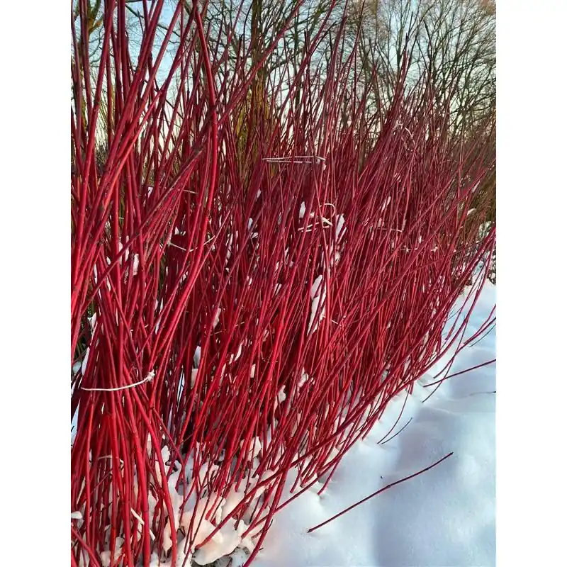 Spoedlevering | Cornus Sibirica