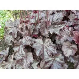Scherp geprijsd | Heuchera Obsidian
