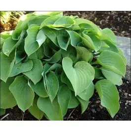 Hosta Blue Cadet - Bespaar nu