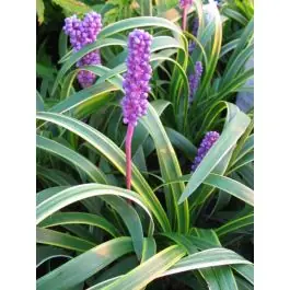 Actieprijs - Liriope Gold Banded