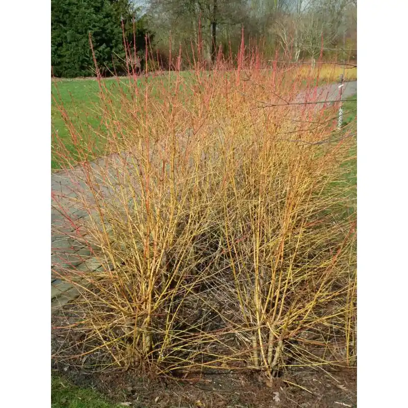 Bestseller | Cornus Midwinter Fire