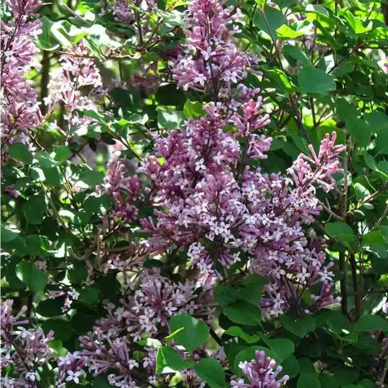 Topprijs - Syringa Palibin