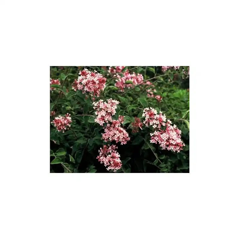 Expreslevering | Syringa Superba