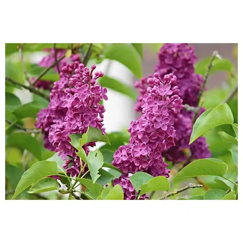 Syringa Andenken an Ludwig Spath | Op voorraad