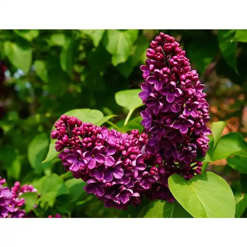 Syringa Charles Joly - Topdeal
