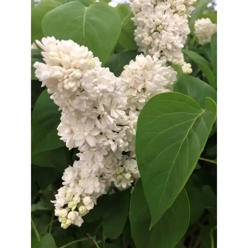 Opruiming - Syringa Mme Lemoine