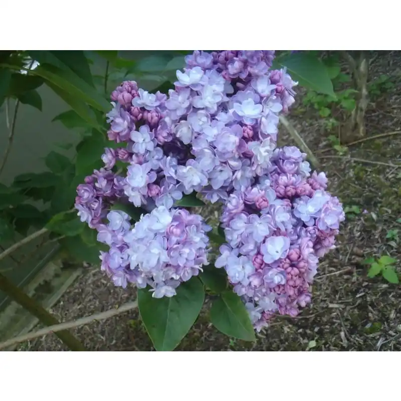 Syringa Michel Buchner - Uitverkoop