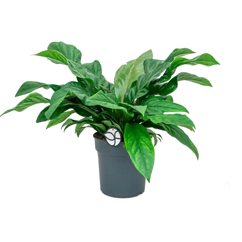 Koop vandaag | Anthurium Jungle Bush