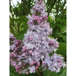 Bestel nu | Syringa Katherine Havemeyer
