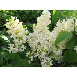 Professionele kwaliteit - Syringa Primrose