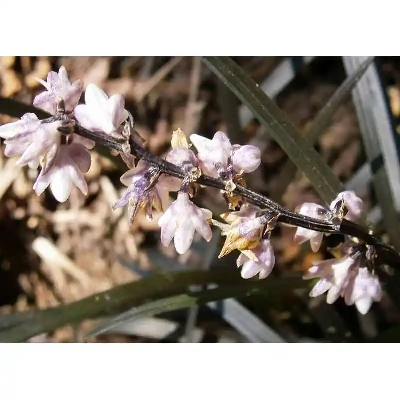 Ophiopogon Niger | Net binnen