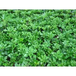 Sale - Pachysandra Green Carpet