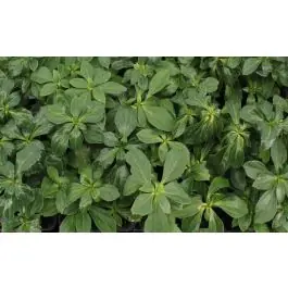 Pachysandra Green Sheen | Scherp geprijsd