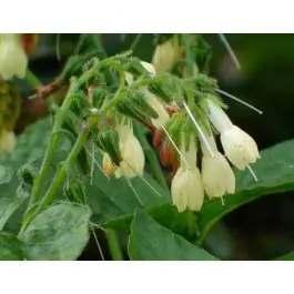 Online bestelbaar | Symphytum grandiflorum