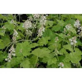 Tiarella cordifolia - Premium