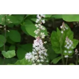 Meest verkocht | Tiarella wherryi