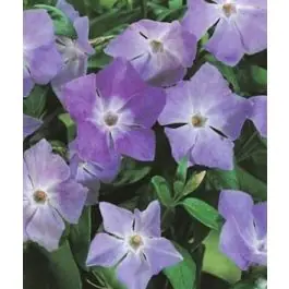 Extra voordeel - Vinca major