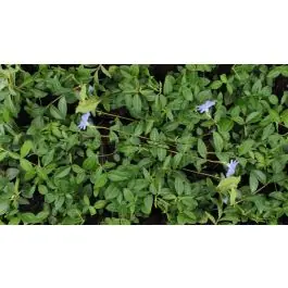 Bestelbaar | Vinca minor