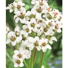 Bergenia Bressingham White - Uitverkoop