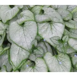 Brunnera Looking Glass | Veilig betalen