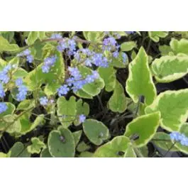 Brunnera Hadspen Cream - Erg populair
