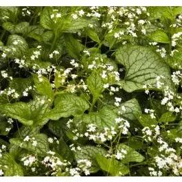 Veel voordeel | Brunnera Mr. Morse