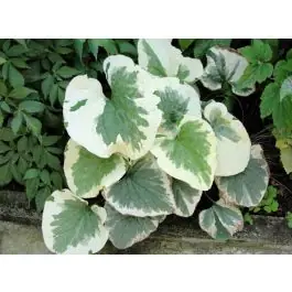 Snelle levering | Brunnera Variegata